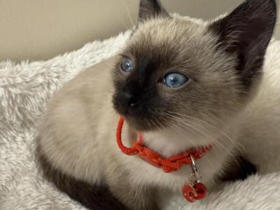 Seal Point Siamese - Siamese - Gallery Photo #1