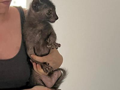 Gulo Gulo - Lykoi - Gallery Photo #1