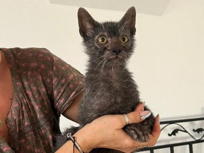 Wolverine - Lykoi - Gallery Photo #1