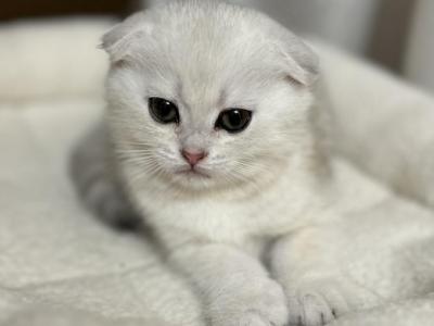 Silver Vanilla Shorthair Scottish Fold Kitten - Scottish Fold - Gallery Photo #1