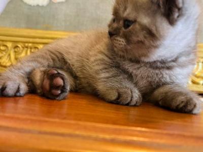 LUXURY BRITISH SHORTHAIR KITTENS GIRL - British Shorthair - Gallery Photo #1