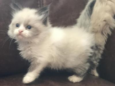 LTBF ARKANSAS PAMPERED RAGDOLLS - Ragdoll - Gallery Photo #1