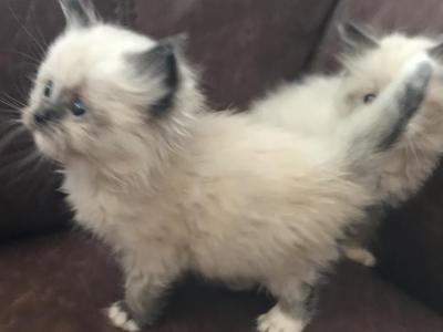 LTSM ARKANSAS PAMPERED RAGDOLLS - Ragdoll - Gallery Photo #1