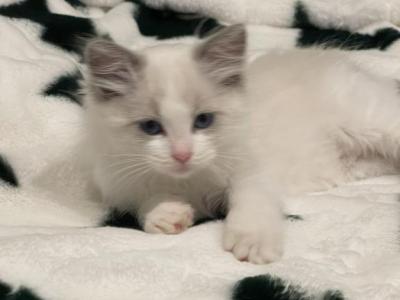 Male Ragdoll Kitten - Ragdoll - Gallery Photo #1