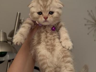 Boss1 - Scottish Fold - Gallery Photo #1