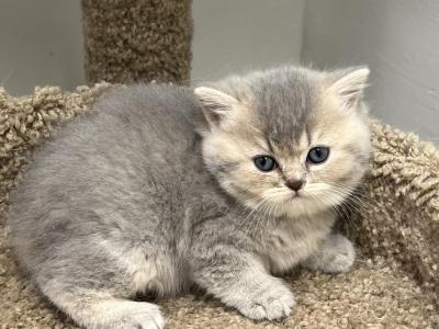 Mella - British Shorthair - Gallery Photo #1