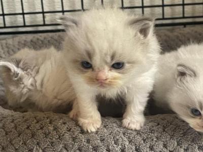 Litter Of Ragdoll Kittens - Ragdoll - Gallery Photo #1