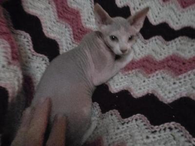 Milk - Sphynx - Gallery Photo #1