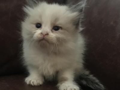 DLSF ARKANSAS PAMPERED RAGDOLLS - Ragdoll - Gallery Photo #1