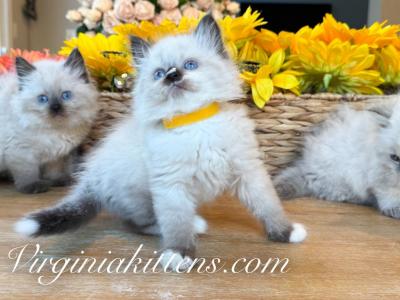 KITTEN YELLOW - Siberian - Gallery Photo #1