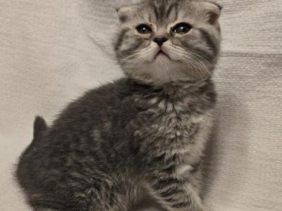 Adorable Kitty - Scottish Fold - Gallery Photo #1