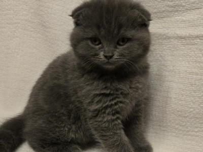 Cute Kitty - Scottish Fold - Gallery Photo #1