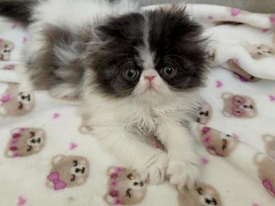 Black And White Bicolor Persian Cutie - Persian - Gallery Photo #1