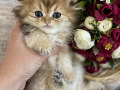 Scottish Fold Kittenz - Domestic - Gallery Photo #1