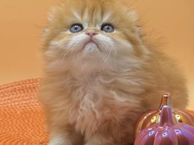 Scottish Fold Boy - Scottish Fold - Gallery Photo #1