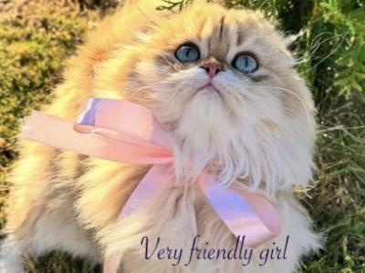 Scottish Longhair Girl - Scottish Fold - Gallery Photo #1