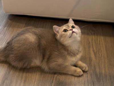 Gulu - British Shorthair - Gallery Photo #1