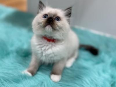 Red Collar Female - Ragdoll - Gallery Photo #1