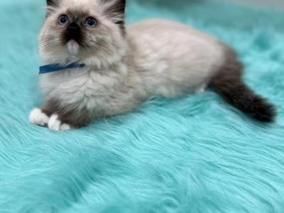 Blue Collar Female - Ragdoll - Gallery Photo #1