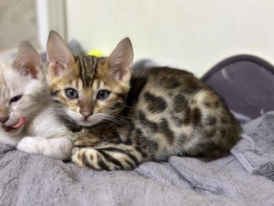 Scarlet - Bengal - Gallery Photo #1