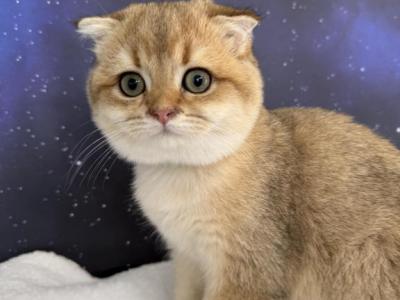 Ty ScottishFold Golden Boy - Scottish Fold - Gallery Photo #1