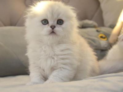 Scottish Fold Gabriel_ - Scottish Fold - Gallery Photo #1