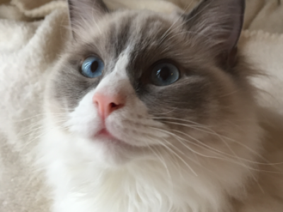 Full Ragdoll - Ragdoll - Gallery Photo #1