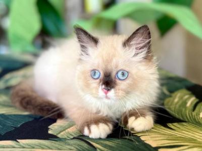 Ragdoll Male - Ragdoll - Gallery Photo #1