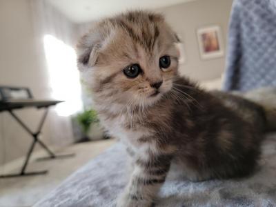 Lily - Scottish Fold - Gallery Photo #1