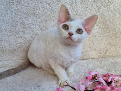 Nelly Devon Rex Female Lilac Van - Devon Rex - Gallery Photo #1