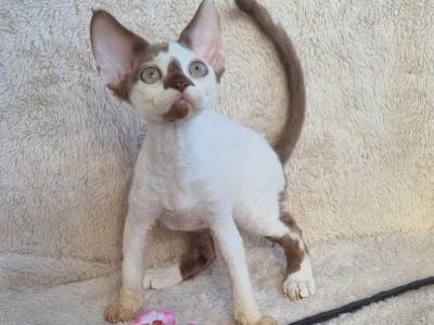 Neko Devon Rex Male Chocolate Harlequin - Devon Rex - Gallery Photo #1