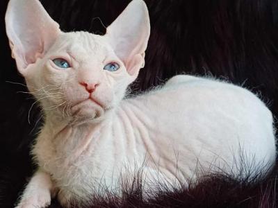 Xmen Donskoy Sphynx Male White - Sphynx - Gallery Photo #1