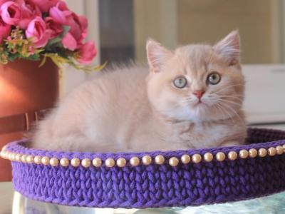 Mark British Shorthair Male Lilac Golden Shaded - British Shorthair - Gallery Photo #1