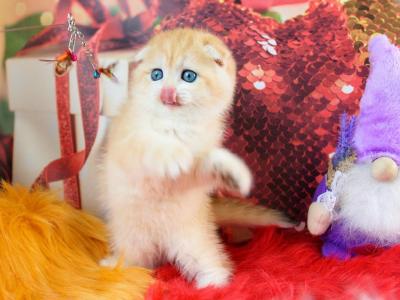 Patricia Scottish Fold Female Black Golden Chinch - Scottish Fold - Gallery Photo #1