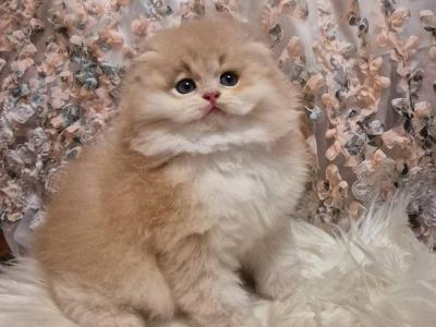 Kevin Scottish Fold Male Lilac Golden Shaded - Scottish Fold - Gallery Photo #1