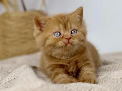 Olly British Shorthair Male Cinnamon - British Shorthair - Gallery Photo #1