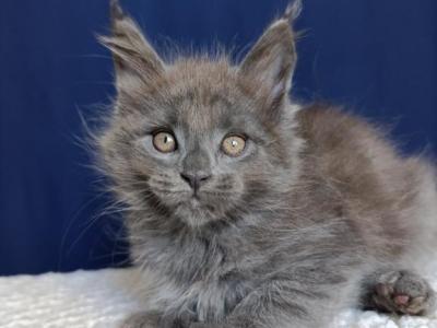 Charlie Maine Coon Male Blue Smoke - Maine Coon - Gallery Photo #1