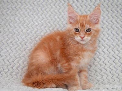 Perseus Maine Coon Male Red Silver Tabby - Maine Coon - Gallery Photo #1