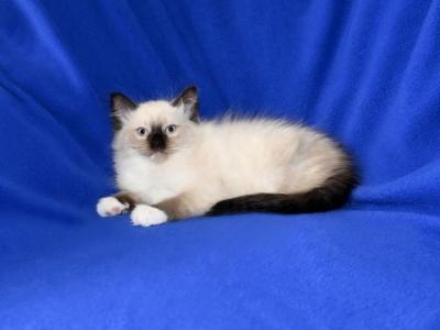 Dynas' Litter - Ragdoll - Gallery Photo #1