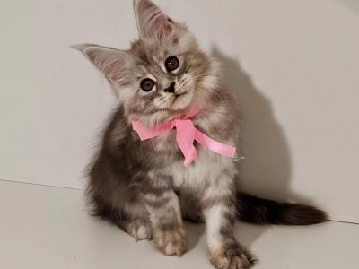 Deisy Maine Coon Female Black Silver Tabby - Maine Coon - Gallery Photo #1