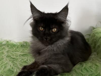 Flafi Maine Coon Female Black Smoke - Maine Coon - Gallery Photo #1