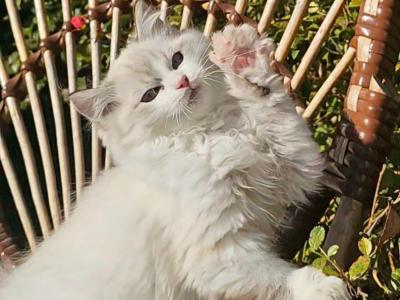 Dariy Ragdoll Male Seal Lynx Bicolour - Ragdoll - Gallery Photo #1