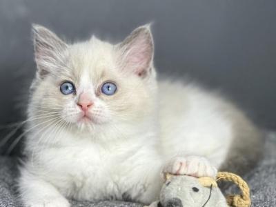 Max Ragdoll Male Blue Bicolour - Ragdoll - Gallery Photo #1