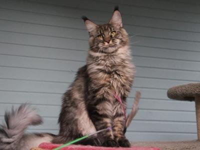 Gusar - Maine Coon - Gallery Photo #1