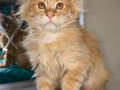 Talisman - Maine Coon - Gallery Photo #1