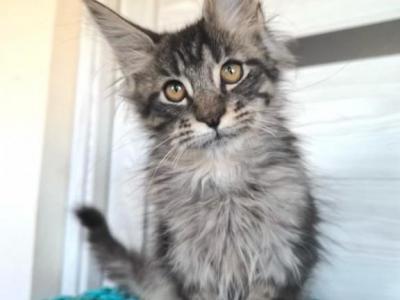 Taison - Maine Coon - Gallery Photo #1