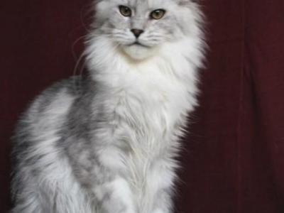 Diana - Maine Coon - Gallery Photo #1