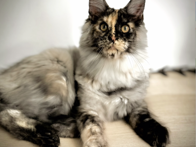 Vera - Maine Coon - Gallery Photo #1