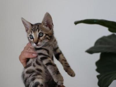 Bengal Kitten - Bengal - Gallery Photo #1