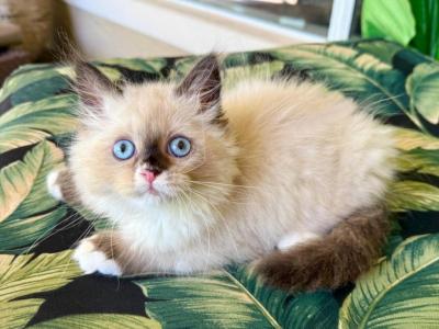 Ragdoll  Male - Ragdoll - Gallery Photo #1